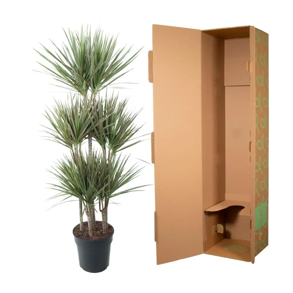 Dracaena Bicolor Carrousel kamerplant voor binnen