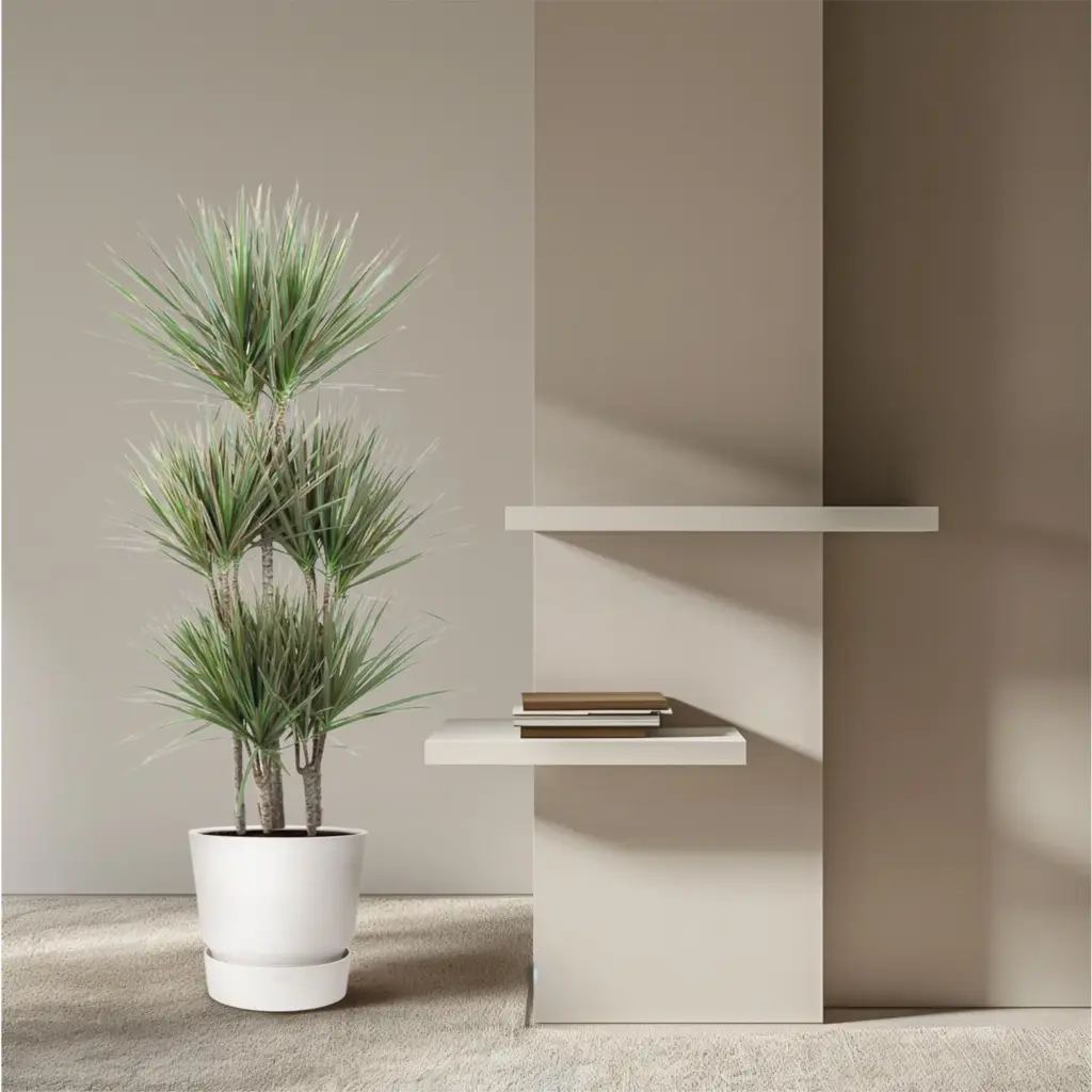 Dracaena Bicolor Carrousel kamerplant voor binnen