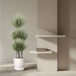 Dracaena Bicolor Carrousel kamerplant voor binnen