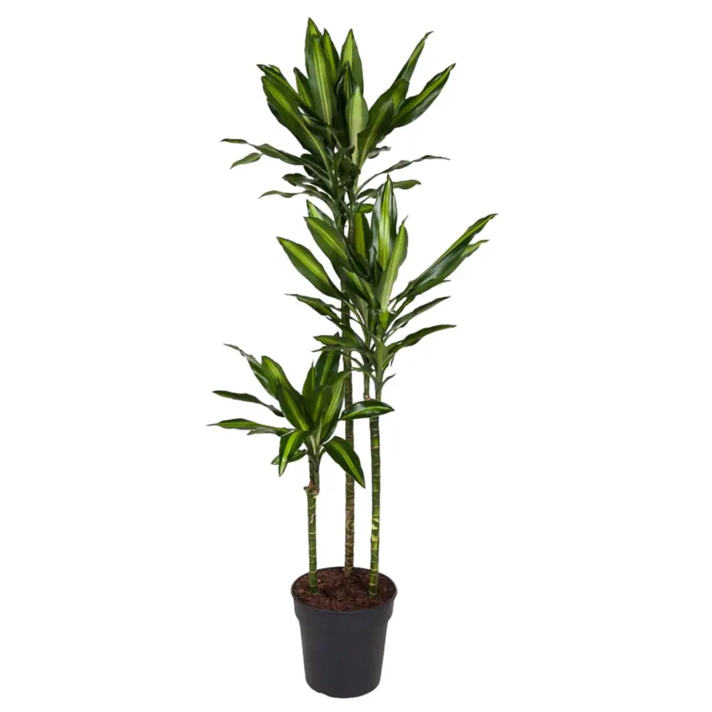 Dracaena Cintho kamerplant – luchtige drakenbloedboom
