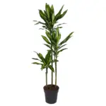 Dracaena Cintho kamerplant – luchtige drakenbloedboom
