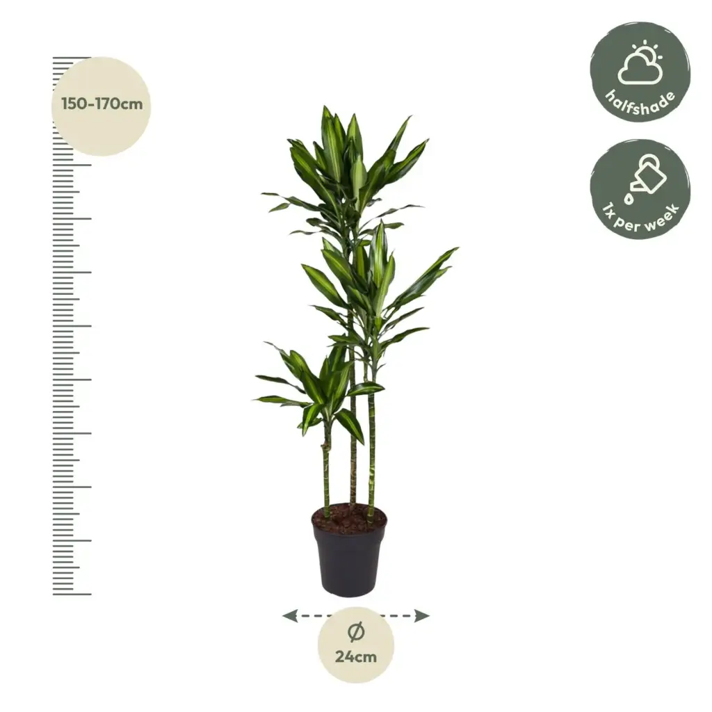 Dracaena Cintho kamerplant – luchtige drakenbloedboom