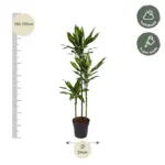 Dracaena Cintho kamerplant – luchtige drakenbloedboom