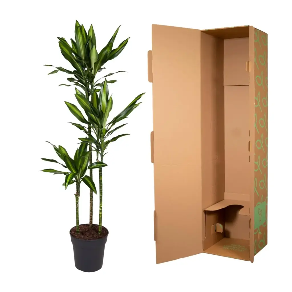 Dracaena Cintho kamerplant – luchtige drakenbloedboom