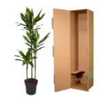 Dracaena Cintho kamerplant – luchtige drakenbloedboom