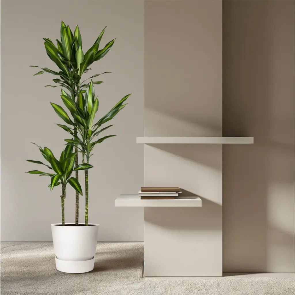 Dracaena Cintho kamerplant – luchtige drakenbloedboom