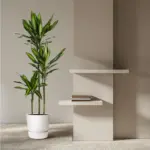 Dracaena Cintho kamerplant – luchtige drakenbloedboom