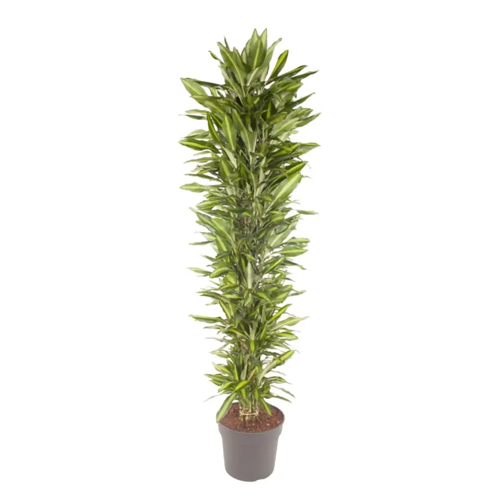 Dracaena Cintho vertakt – kamerplant voor binnen