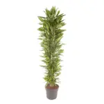 Dracaena Cintho vertakt – kamerplant voor binnen