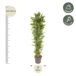 Dracaena Cintho vertakt – kamerplant voor binnen