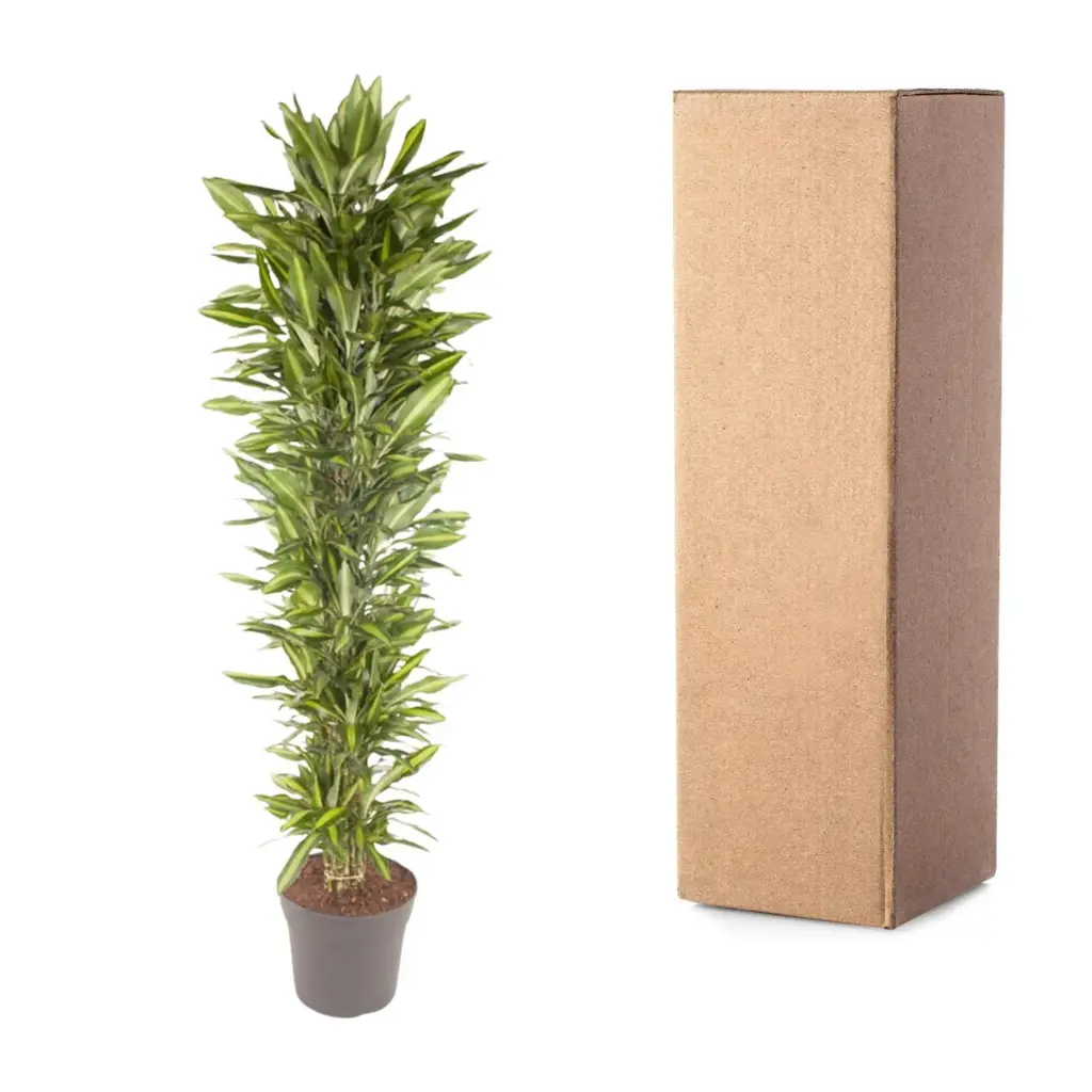 Dracaena Cintho vertakt – kamerplant voor binnen