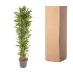 Dracaena Cintho vertakt – kamerplant voor binnen