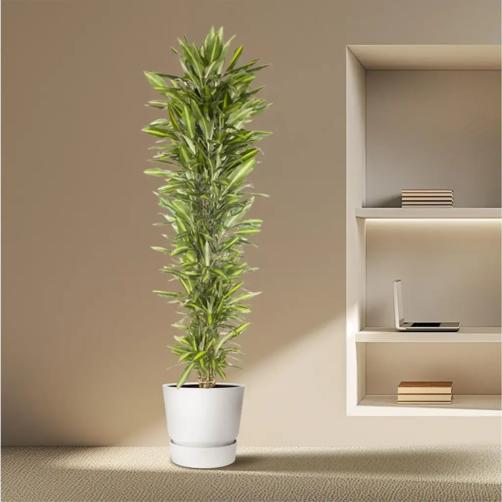 Dracaena Cintho vertakt – kamerplant voor binnen