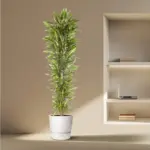 Dracaena Cintho vertakt – kamerplant voor binnen