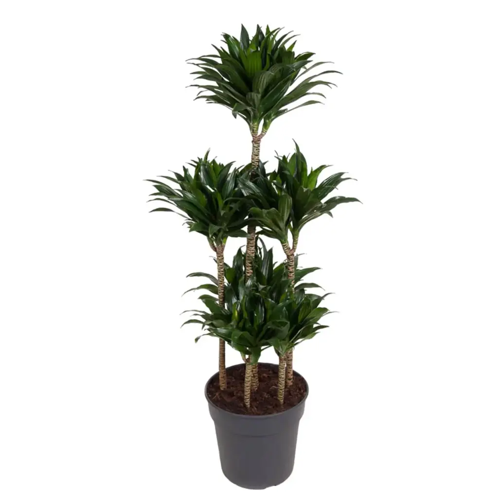 Dracaena Compacta Carrousel kamerplant voor binnen
