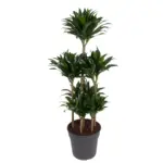 Dracaena Compacta Carrousel kamerplant voor binnen