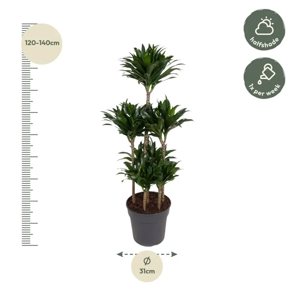Dracaena Compacta Carrousel kamerplant voor binnen