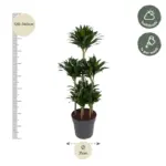 Dracaena Compacta Carrousel kamerplant voor binnen