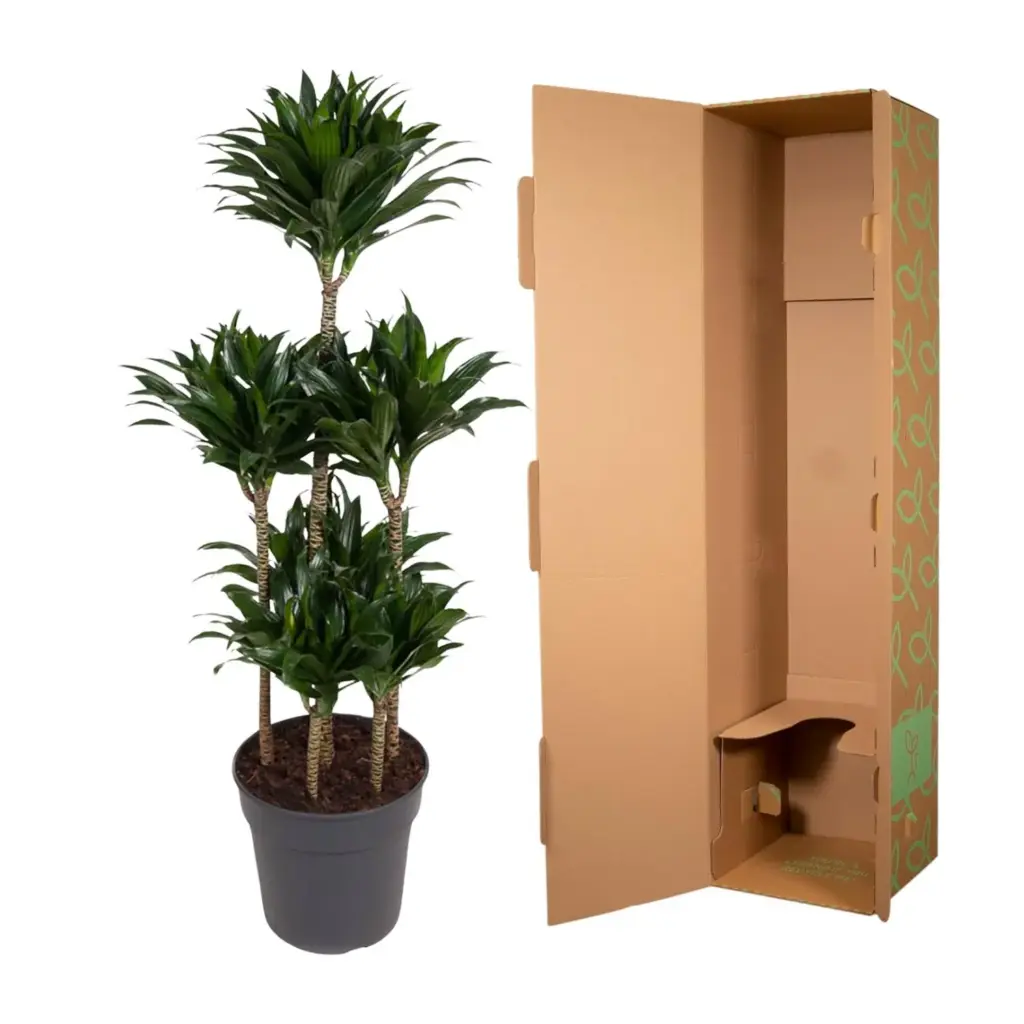 Dracaena Compacta Carrousel kamerplant voor binnen