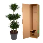 Dracaena Compacta Carrousel kamerplant voor binnen