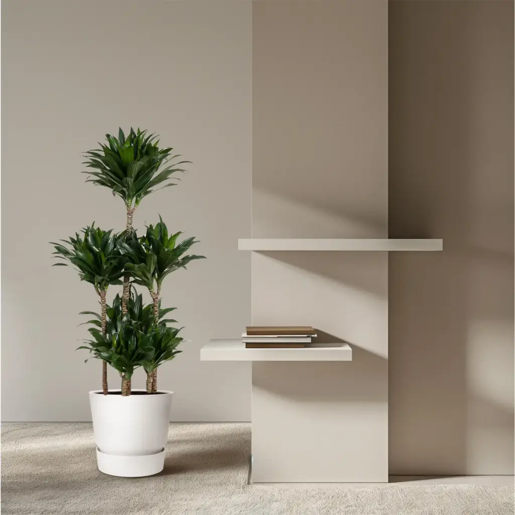 Dracaena Compacta Carrousel kamerplant voor binnen