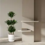 Dracaena Compacta Carrousel kamerplant voor binnen