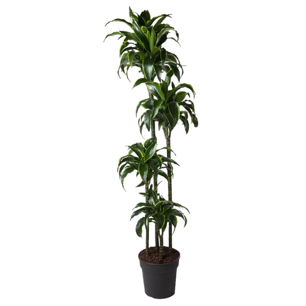 Dracaena Dorado kamerplant voor binnen