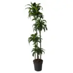 Dracaena Dorado kamerplant voor binnen