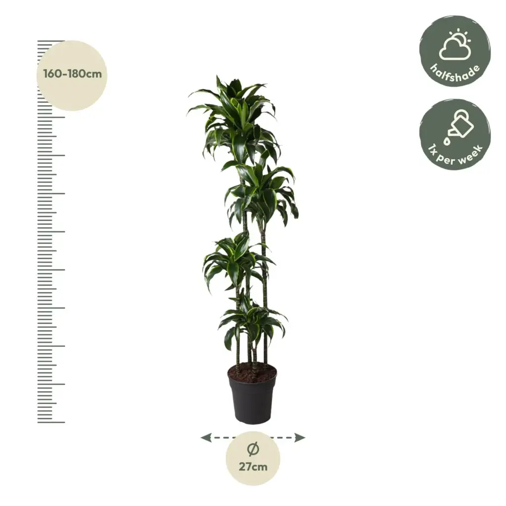 Dracaena Dorado kamerplant voor binnen
