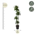 Dracaena Dorado kamerplant voor binnen