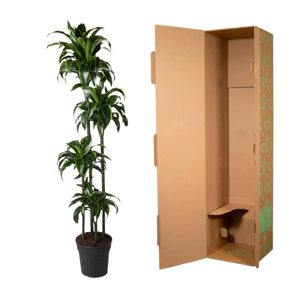 Dracaena Dorado kamerplant voor binnen
