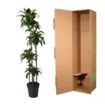 Dracaena Dorado kamerplant voor binnen