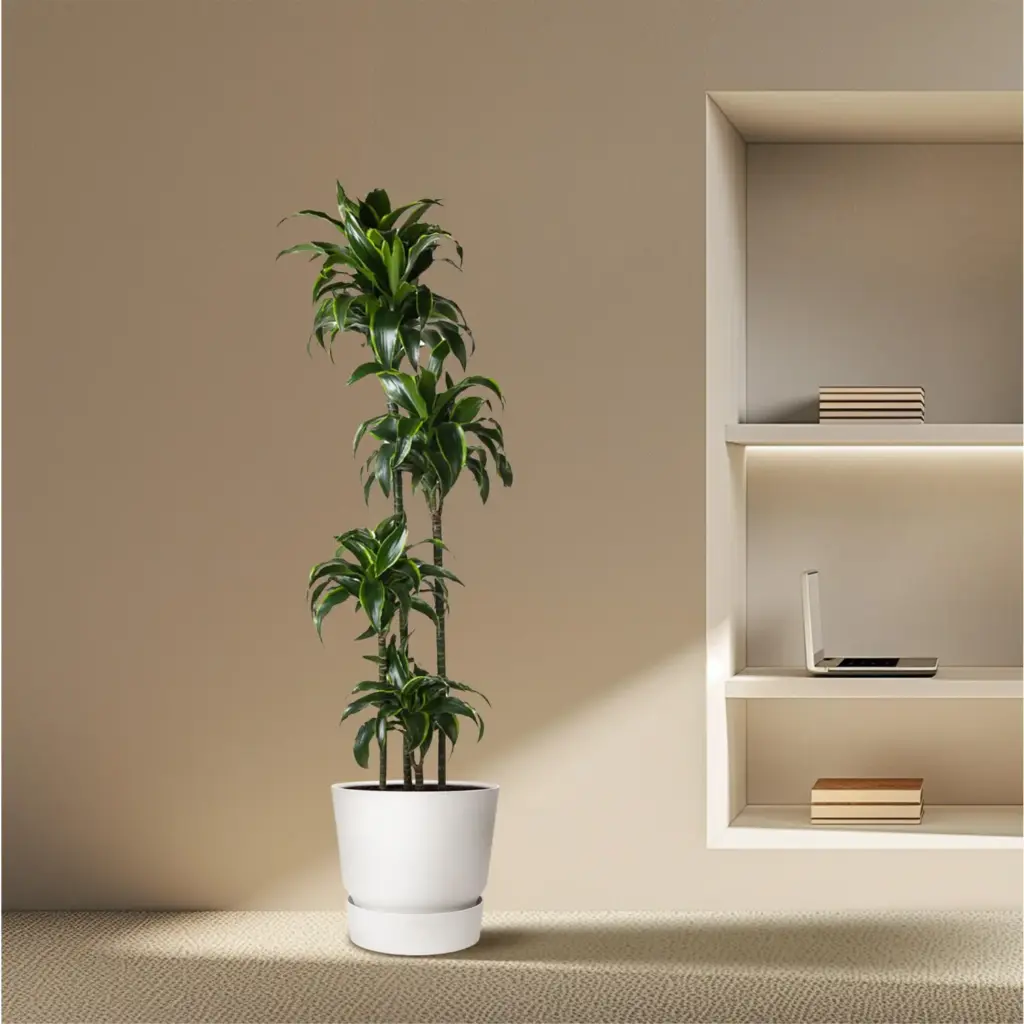 Dracaena Dorado kamerplant voor binnen
