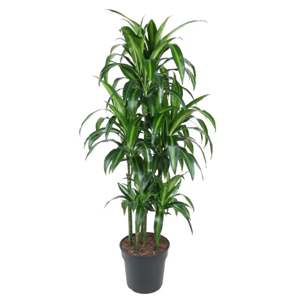 Dracaena Hawaiiana Carrousel kamerplant