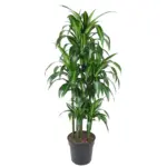 Dracaena Hawaiiana Carrousel kamerplant