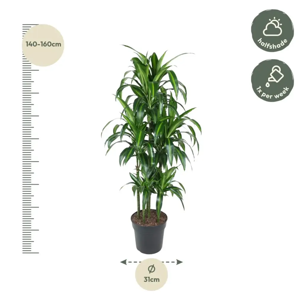 Dracaena Hawaiiana Carrousel kamerplant
