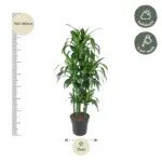 Dracaena Hawaiiana Carrousel kamerplant