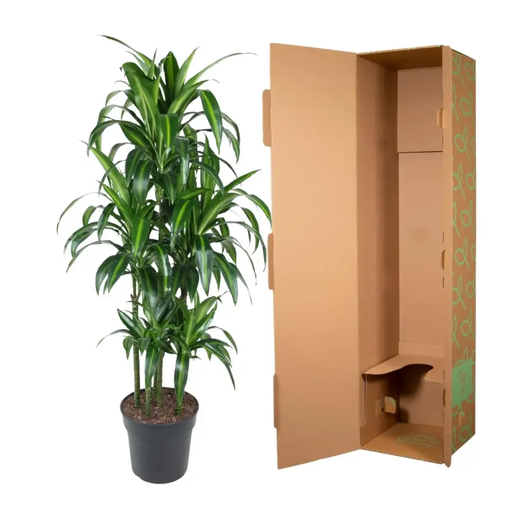 Dracaena Hawaiiana Carrousel kamerplant