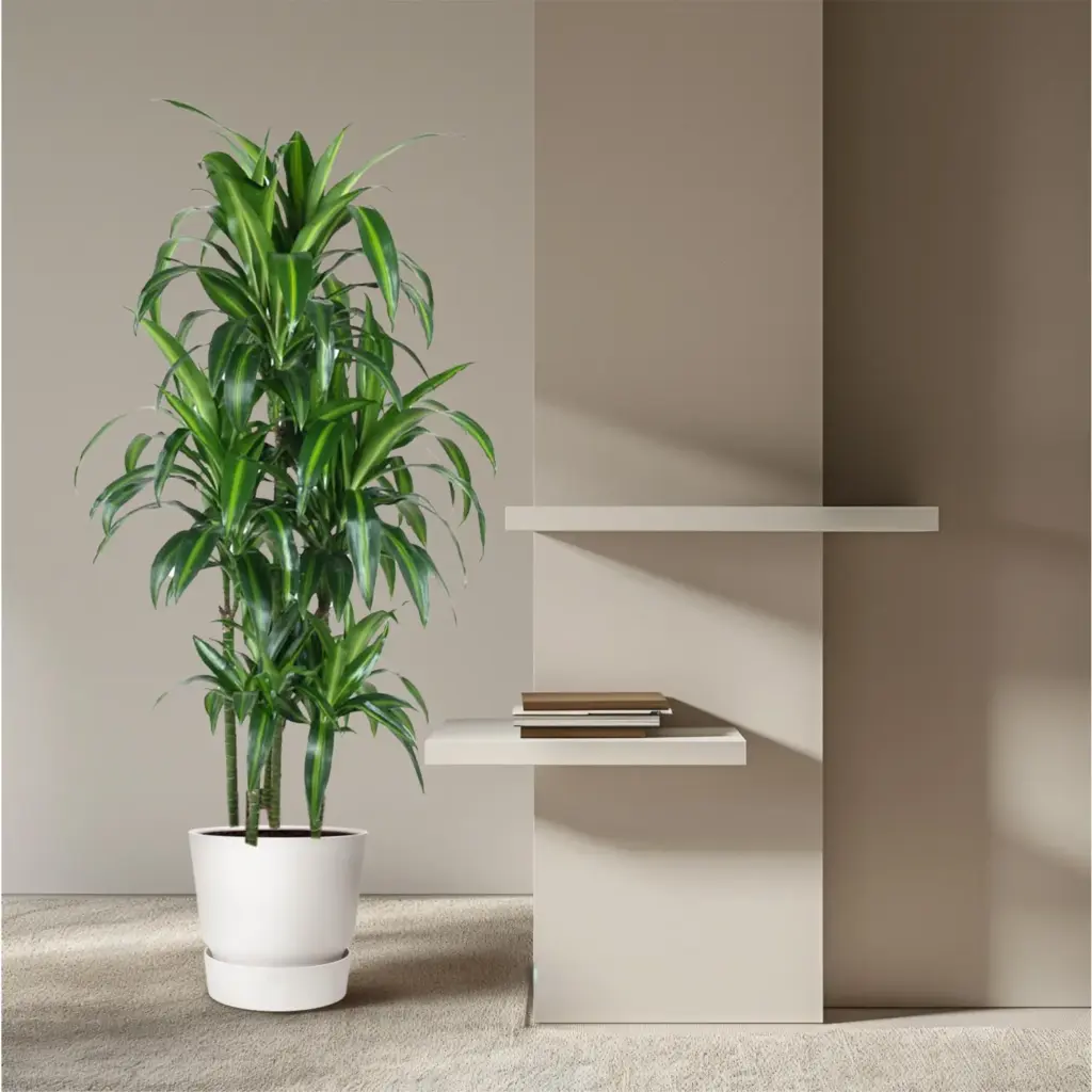 Dracaena Hawaiiana Carrousel kamerplant