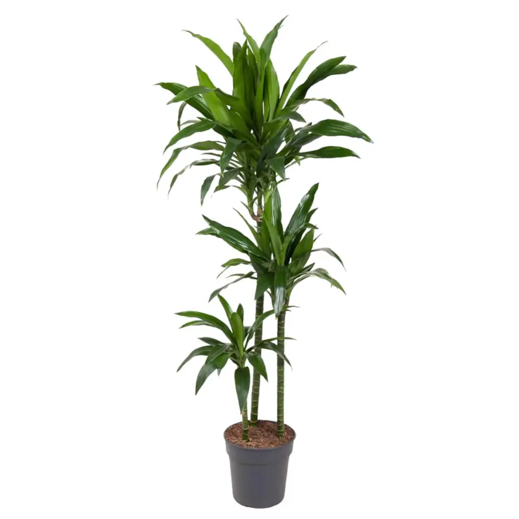 Dracaena Janet Craig kamerplant