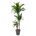 Dracaena Janet Craig kamerplant