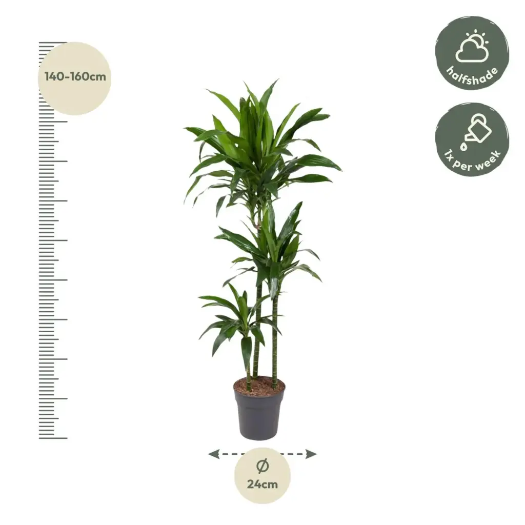 Dracaena Janet Craig kamerplant
