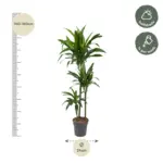 Dracaena Janet Craig kamerplant