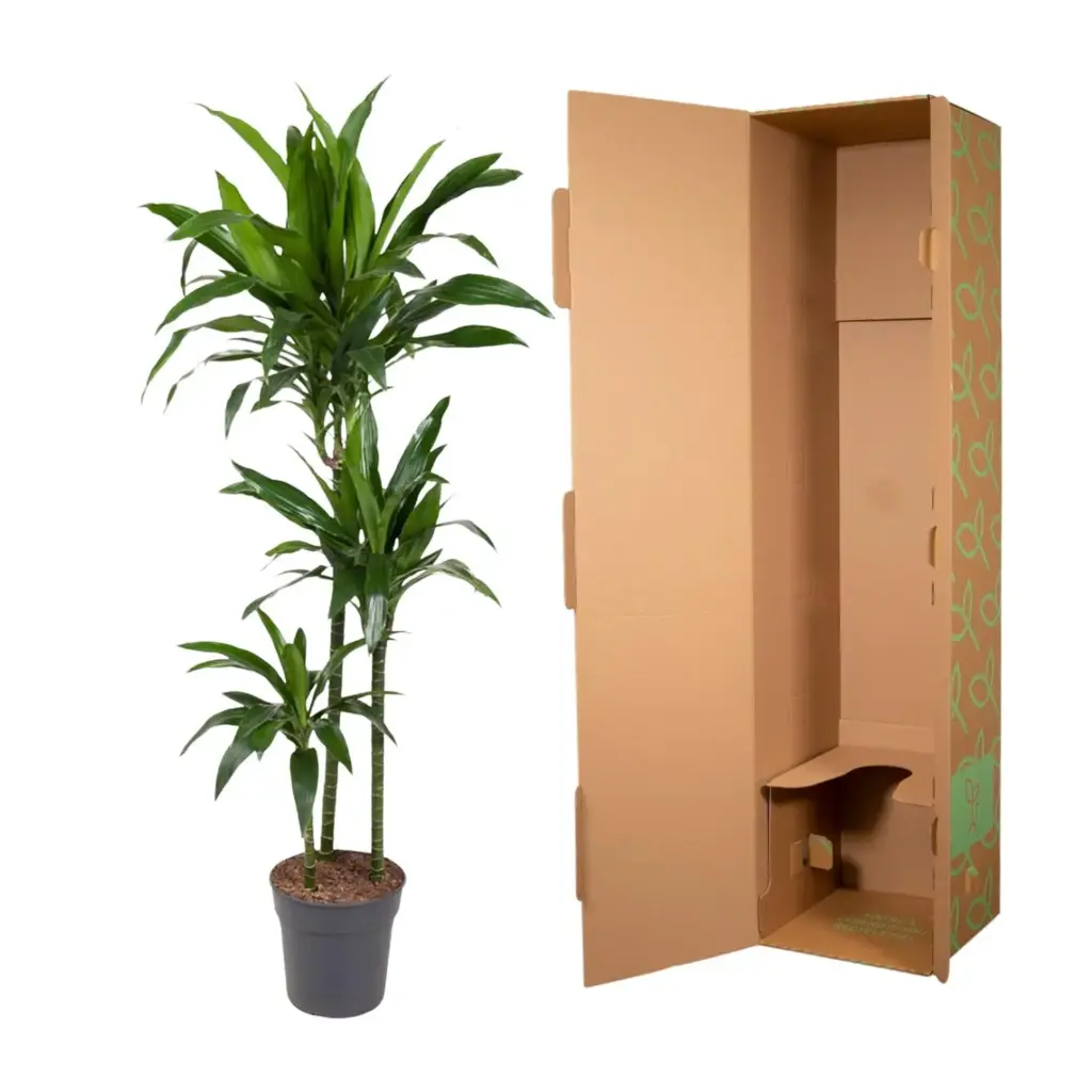 Dracaena Janet Craig kamerplant