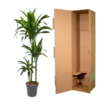 Dracaena Janet Craig kamerplant