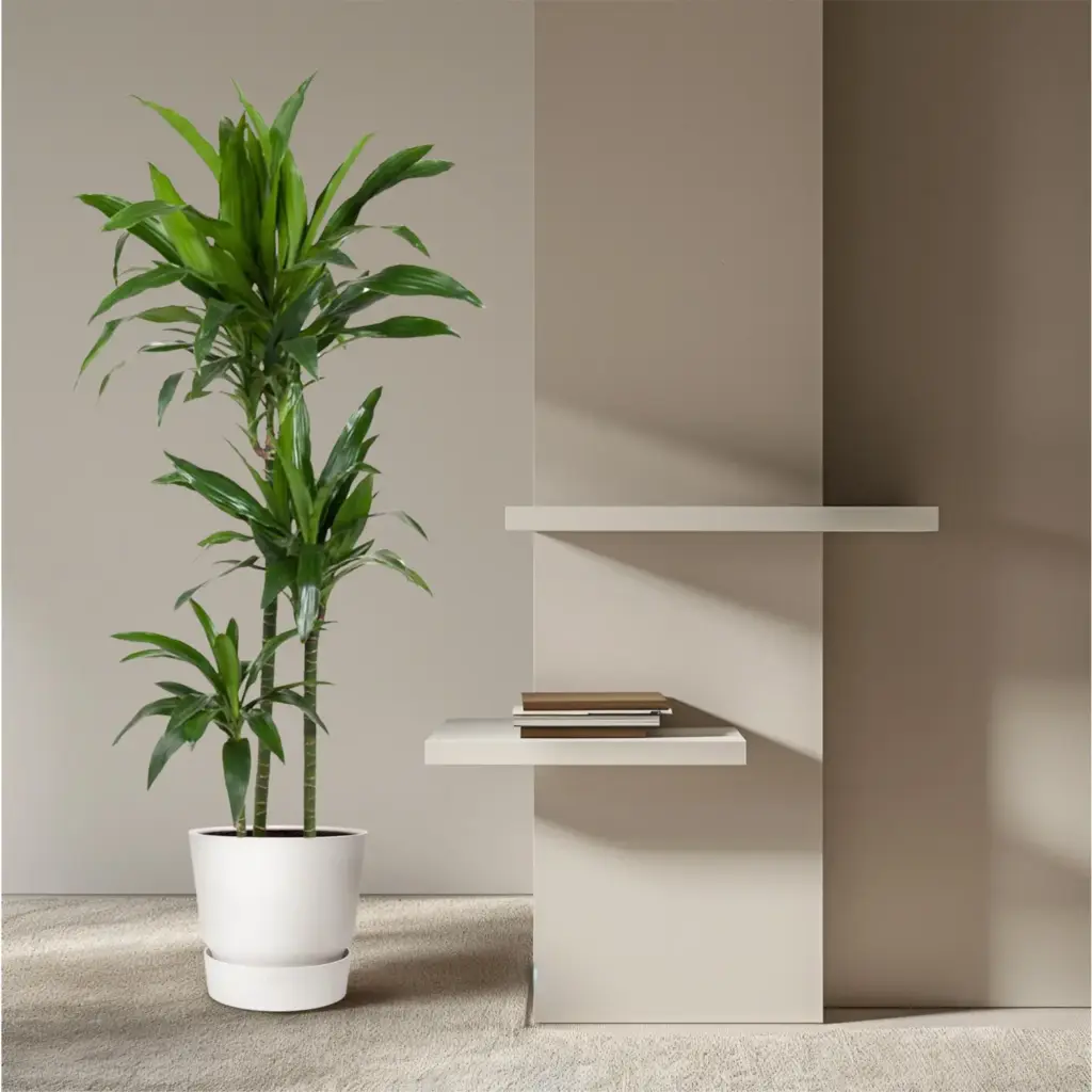 Dracaena Janet Craig kamerplant
