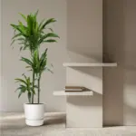 Dracaena Janet Craig kamerplant