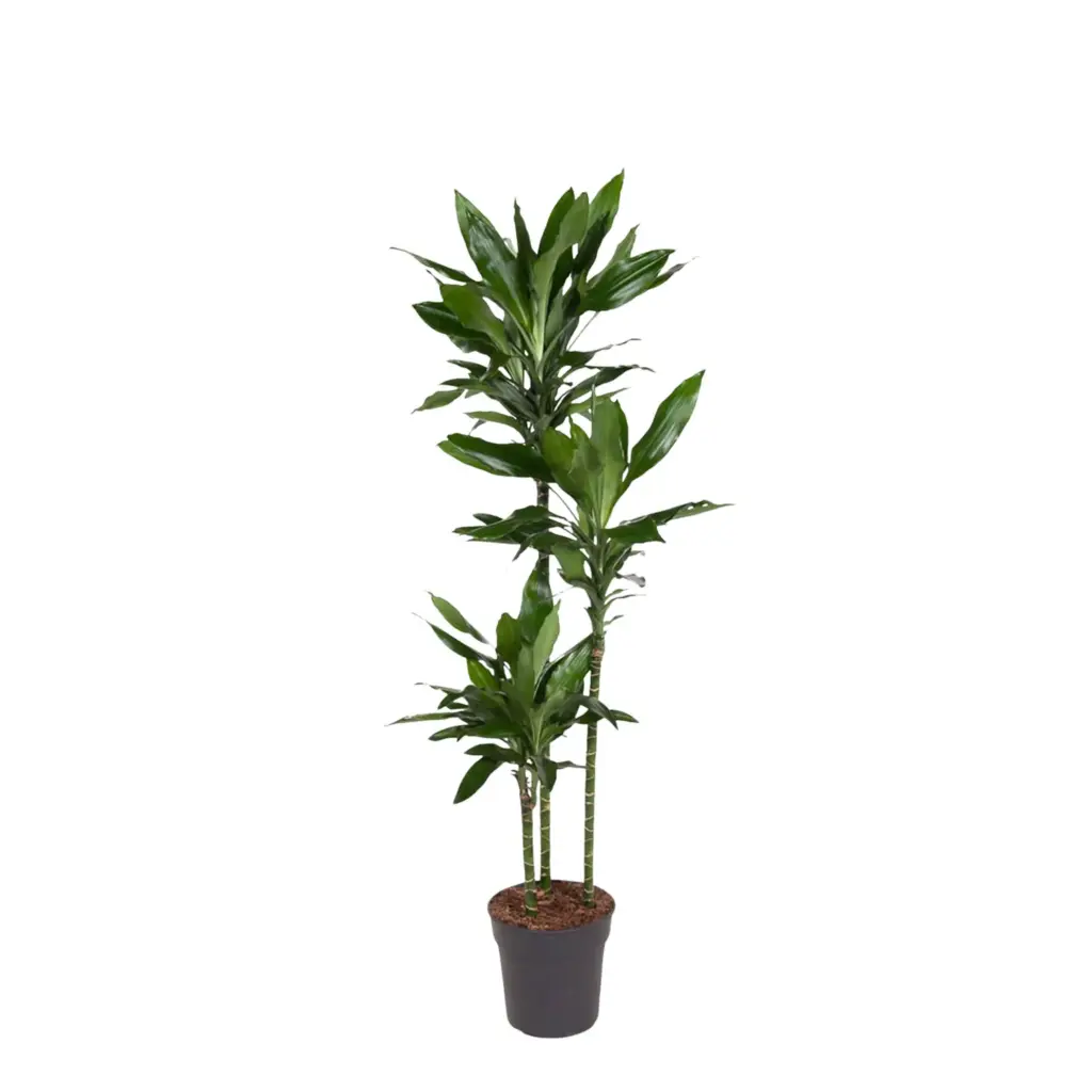 Dracaena Janet Lind kamerplant – sierlijke drakenplant