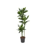 Dracaena Janet Lind kamerplant – sierlijke drakenplant