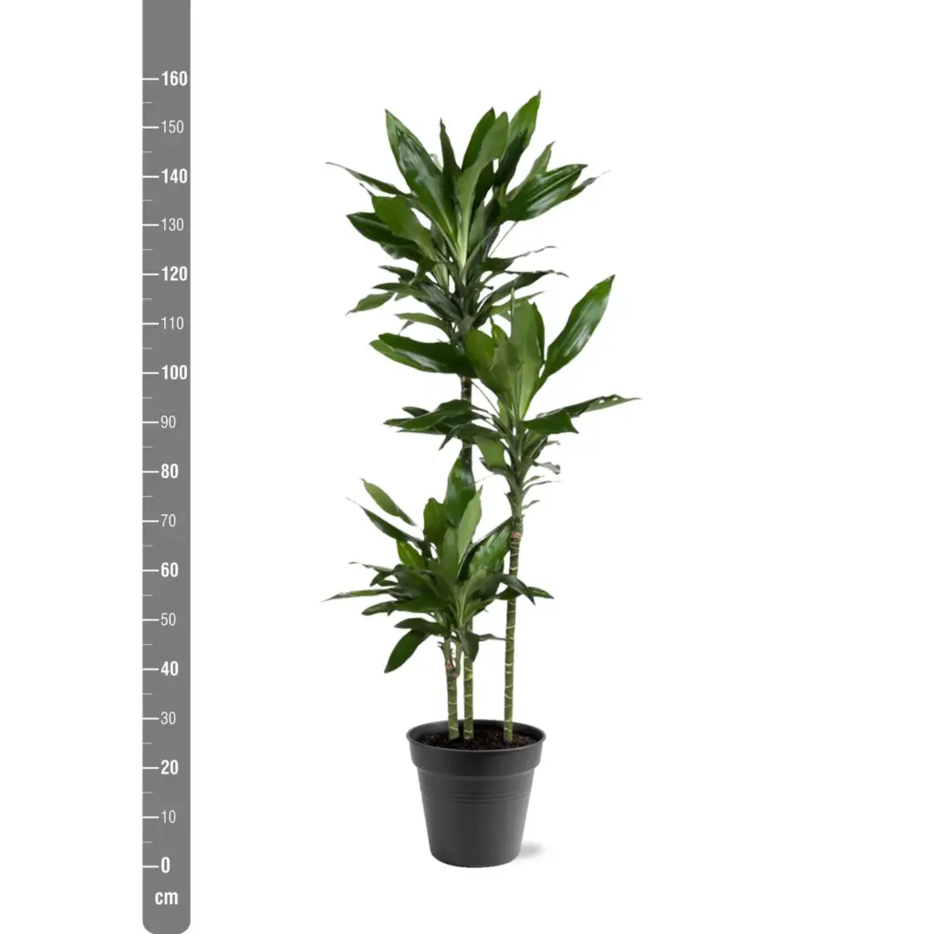 Dracaena Janet Lind kamerplant – sierlijke drakenplant